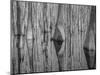 Cypress Reflection Black and White-Moises Levy-Mounted Photographic Print