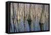 Cypress Reflection Panoramic-Moises Levy-Framed Stretched Canvas