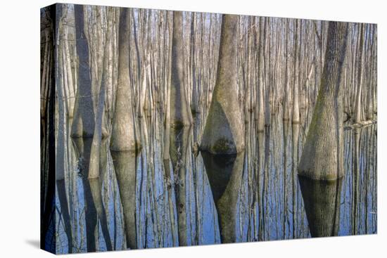 Cypress Reflection Panoramic-Moises Levy-Stretched Canvas