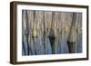 Cypress Reflection Panoramic-Moises Levy-Framed Photographic Print