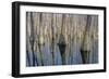 Cypress Reflection Panoramic-Moises Levy-Framed Photographic Print