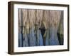 Cypress Reflection-Moises Levy-Framed Photographic Print