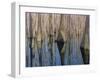 Cypress Reflection-Moises Levy-Framed Photographic Print