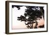 Cypress Silhouette 3-Alan Hausenflock-Framed Photographic Print