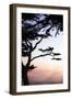 Cypress Silhouette 4-Alan Hausenflock-Framed Photographic Print