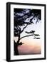 Cypress Silhouette 4-Alan Hausenflock-Framed Photographic Print