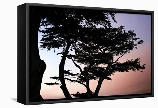 Cypress Silhouette I-Alan Hausenflock-Framed Stretched Canvas