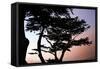 Cypress Silhouette I-Alan Hausenflock-Framed Stretched Canvas