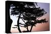 Cypress Silhouette I-Alan Hausenflock-Stretched Canvas