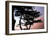 Cypress Silhouette I-Alan Hausenflock-Framed Photographic Print