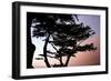 Cypress Silhouette I-Alan Hausenflock-Framed Photographic Print