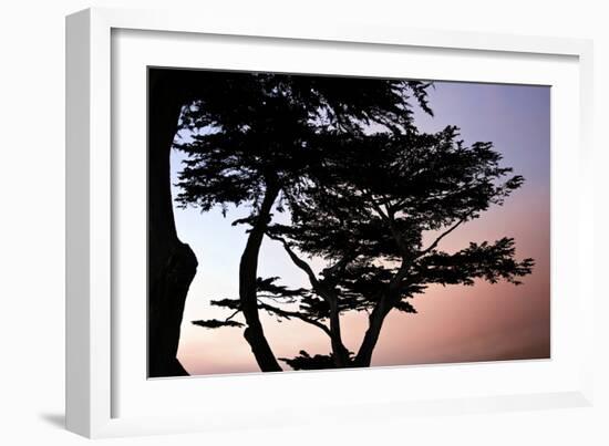 Cypress Silhouette I-Alan Hausenflock-Framed Photographic Print