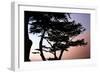 Cypress Silhouette I-Alan Hausenflock-Framed Photographic Print