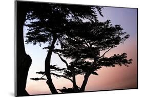 Cypress Silhouette I-Alan Hausenflock-Mounted Photographic Print