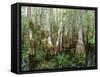 Cypress Swamp, Corkscrew Audubon Sanctuary, Naples, Florida, USA-Rob Tilley-Framed Stretched Canvas