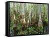 Cypress Swamp, Corkscrew Audubon Sanctuary, Naples, Florida, USA-Rob Tilley-Framed Stretched Canvas