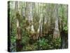 Cypress Swamp, Corkscrew Audubon Sanctuary, Naples, Florida, USA-Rob Tilley-Stretched Canvas