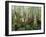 Cypress Swamp, Corkscrew Audubon Sanctuary, Naples, Florida, USA-Rob Tilley-Framed Photographic Print