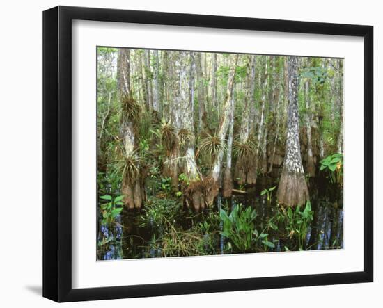 Cypress Swamp, Corkscrew Audubon Sanctuary, Naples, Florida, USA-Rob Tilley-Framed Photographic Print