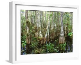 Cypress Swamp, Corkscrew Audubon Sanctuary, Naples, Florida, USA-Rob Tilley-Framed Photographic Print