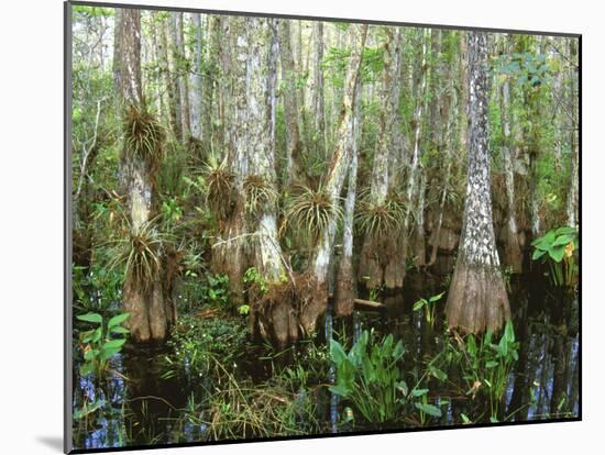 Cypress Swamp, Corkscrew Audubon Sanctuary, Naples, Florida, USA-Rob Tilley-Mounted Photographic Print