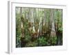 Cypress Swamp, Corkscrew Audubon Sanctuary, Naples, Florida, USA-Rob Tilley-Framed Photographic Print