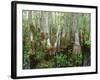 Cypress Swamp, Corkscrew Audubon Sanctuary, Naples, Florida, USA-Rob Tilley-Framed Photographic Print