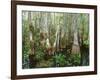 Cypress Swamp, Corkscrew Audubon Sanctuary, Naples, Florida, USA-Rob Tilley-Framed Photographic Print