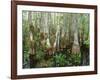 Cypress Swamp, Corkscrew Audubon Sanctuary, Naples, Florida, USA-Rob Tilley-Framed Photographic Print