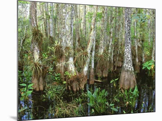 Cypress Swamp, Corkscrew Audubon Sanctuary, Naples, Florida, USA-Rob Tilley-Mounted Photographic Print