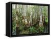 Cypress Swamp, Corkscrew Audubon Sanctuary, Naples, Florida, USA-Rob Tilley-Framed Stretched Canvas