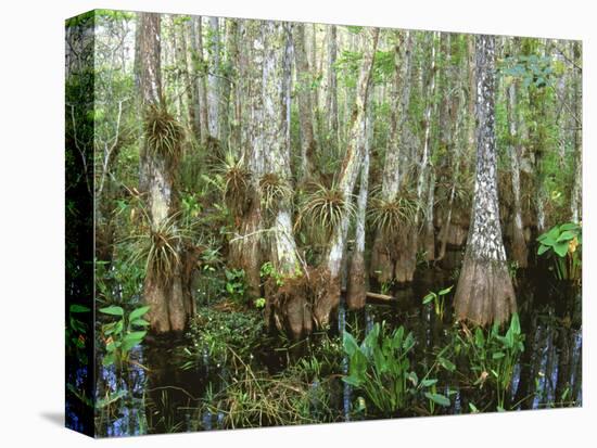 Cypress Swamp, Corkscrew Audubon Sanctuary, Naples, Florida, USA-Rob Tilley-Stretched Canvas