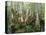 Cypress Swamp, Corkscrew Audubon Sanctuary, Naples, Florida, USA-Rob Tilley-Stretched Canvas