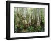 Cypress Swamp, Corkscrew Audubon Sanctuary, Naples, Florida, USA-Rob Tilley-Framed Photographic Print