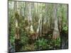 Cypress Swamp, Corkscrew Audubon Sanctuary, Naples, Florida, USA-Rob Tilley-Mounted Photographic Print