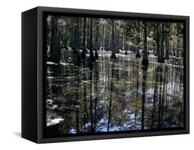 Cypress Swamp, Cypress Gardens, Near Charleston, South Carolina, USA-James Green-Framed Stretched Canvas