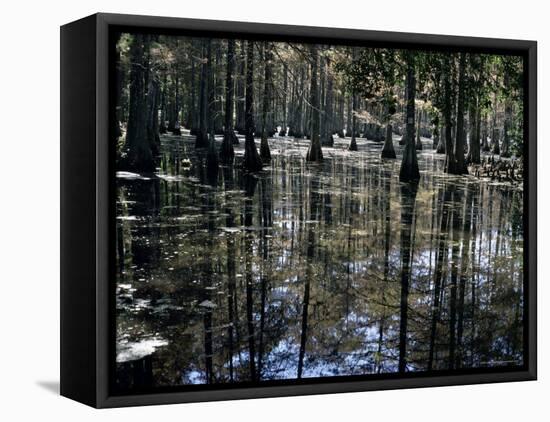 Cypress Swamp, Cypress Gardens, Near Charleston, South Carolina, USA-James Green-Framed Stretched Canvas