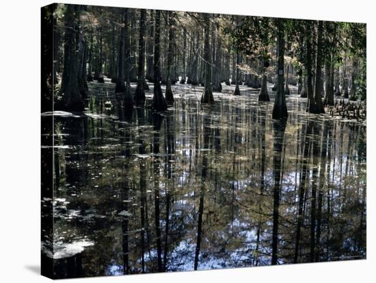 Cypress Swamp, Cypress Gardens, Near Charleston, South Carolina, USA-James Green-Stretched Canvas