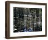 Cypress Swamp, Cypress Gardens, Near Charleston, South Carolina, USA-James Green-Framed Photographic Print