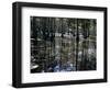 Cypress Swamp, Cypress Gardens, Near Charleston, South Carolina, USA-James Green-Framed Photographic Print