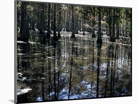 Cypress Swamp, Cypress Gardens, Near Charleston, South Carolina, USA-James Green-Mounted Photographic Print