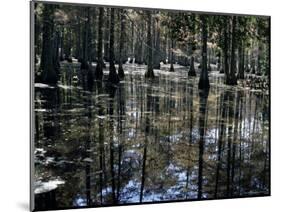 Cypress Swamp, Cypress Gardens, Near Charleston, South Carolina, USA-James Green-Mounted Photographic Print