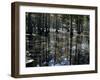 Cypress Swamp, Cypress Gardens, Near Charleston, South Carolina, USA-James Green-Framed Photographic Print