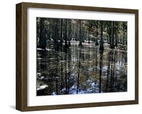 Cypress Swamp, Cypress Gardens, Near Charleston, South Carolina, USA-James Green-Framed Photographic Print