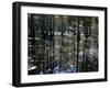 Cypress Swamp, Cypress Gardens, Near Charleston, South Carolina, USA-James Green-Framed Photographic Print