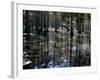 Cypress Swamp, Cypress Gardens, Near Charleston, South Carolina, USA-James Green-Framed Photographic Print