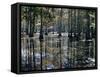 Cypress Swamp, Cypress Gardens, North Charleston, South Carolina, USA-James Green-Framed Stretched Canvas
