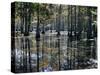 Cypress Swamp, Cypress Gardens, North Charleston, South Carolina, USA-James Green-Stretched Canvas