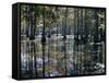 Cypress Swamp, Cypress Gardens, North Charleston, South Carolina, USA-James Green-Framed Stretched Canvas