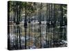 Cypress Swamp, Cypress Gardens, North Charleston, South Carolina, USA-James Green-Stretched Canvas